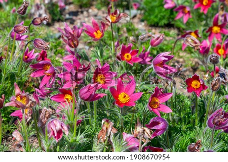 Pulsatilla vulgaris 'Rubra ' a spring perennial red flowering plant commonly known as pasque flower, stock photo image Royalty-Free Stock Photo #1908670954