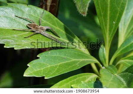spider on a green leaf in the garden 