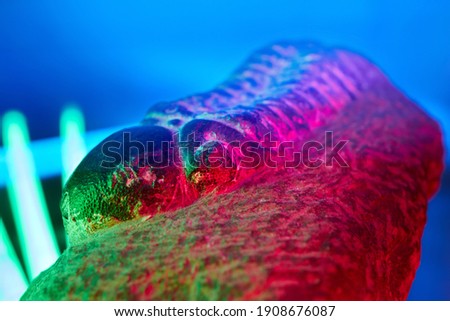 Trilobite fossil illuminated by glow sticks