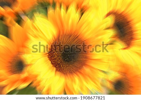 Zoom explosion sunflowers closeup abstract