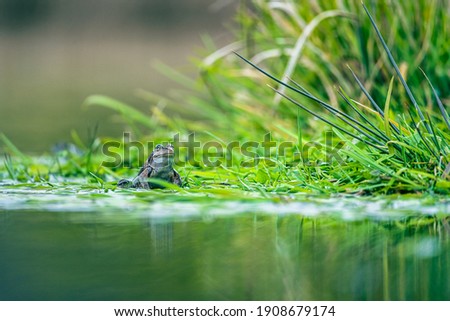 frog on green pond water surface
