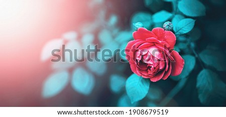 Beautiful rose flower in nature outdoors in pink sunlight on dark background, soft selective focus. Author's processing. Refined, elegant artistic image.