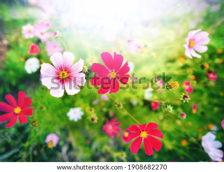 Beautiful bright summer spring floral natural background. Pink and magenta Cosmos flowers in grass outdoors close-up in nature. Soft selective focus.