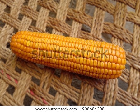 Capture of yellow corn. Sweet and fresh corn picture. Ripe maize. Photography of corn field product of agriculture Pakistan. Selective focus. Selective focus of corn