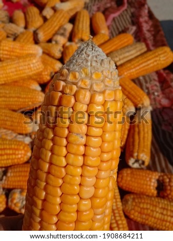 Capture of yellow corn. Sweet and fresh corn picture. Ripe maize. Photography of corn field product of agriculture Pakistan. Selective focus. Selective focus of corn