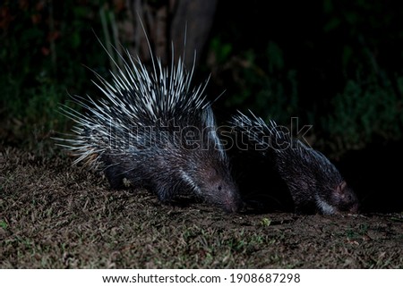 Himalayan porcupine in the forest at night