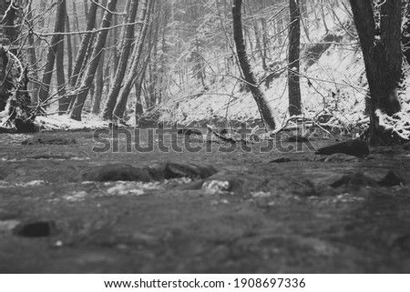Black and white scenery of a running stream on a cold snowy winter day in the middle of the forest