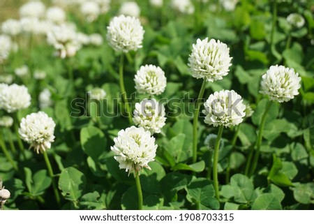 White clover blooming in spring in Japan Royalty-Free Stock Photo #1908703315