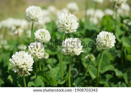 White clover blooming in spring in Japan Royalty-Free Stock Photo #1908703342