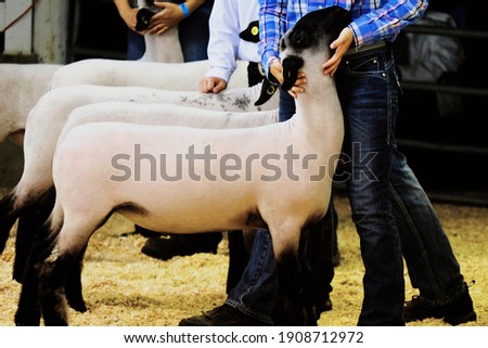 Market lamb show at fair shows agriculture event. Royalty-Free Stock Photo #1908712972