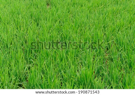 Rice farm use for background