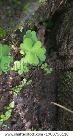 green clover that grows lush among the stones