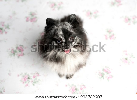 Pomeranian Merle color dog sitting on a  set, obedient little dog in a photography studio	
