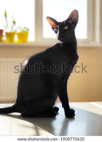 Black oriental cat sitting in light room with window