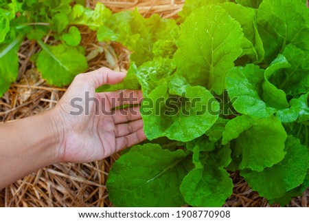 closeup nature view of hand holding Lettuce background