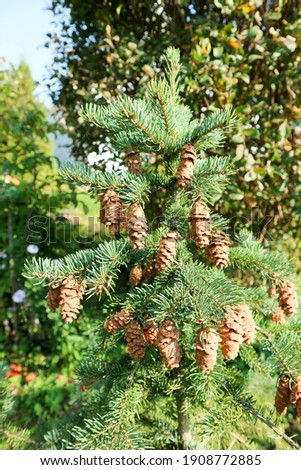 young fir tree branches with cones close up