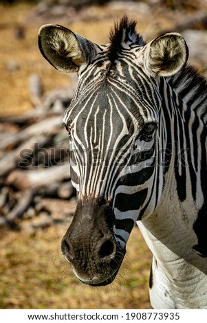 African plains zebra head and face