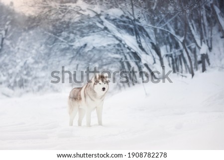 Portrait of Beautiful, serious and free dog breed siberian husky standing on the snow in the fairy and enchanted winter forest