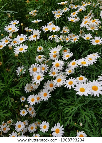 Hint of spring: white daisies edition