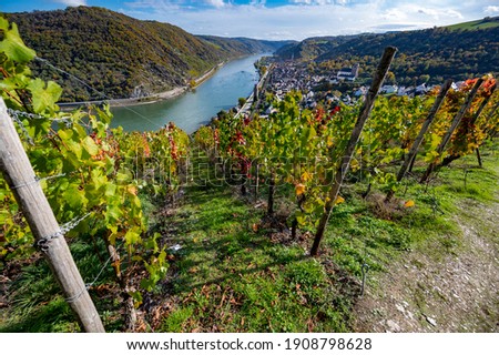 View of Romantic Rhine through vineyards in autumn from Boppard, Germany Royalty-Free Stock Photo #1908798628