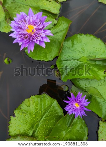 Close-up the rain drops water of 2 beautiful King of siam water lily  (Purple water Lilly or Lotus flower) with leaf in pond
