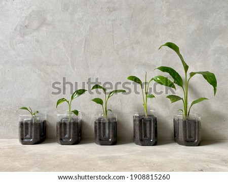 A line of Spathiphyllum or peace lily seed plants in growing media, using cut plastic bottles for pots. Different growth of spathe. Home gardening and reused - 3R green concept. Royalty-Free Stock Photo #1908815260