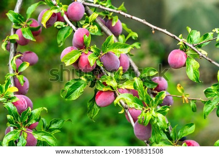 Ripe plums hang on a tree branch