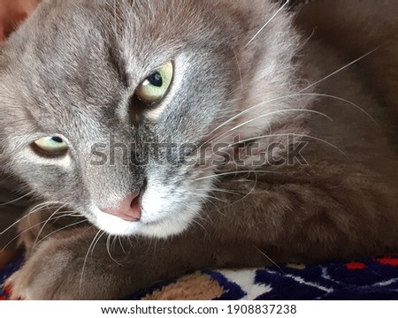 A Sleepy Grey Cat Face