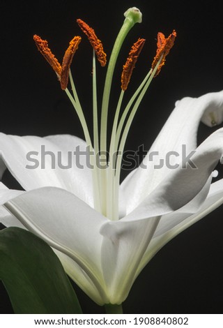 Still life with lilies on a black background
