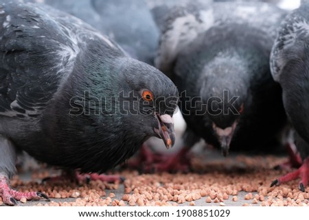Wild city pigeons peck on scattered grain winter time close-up