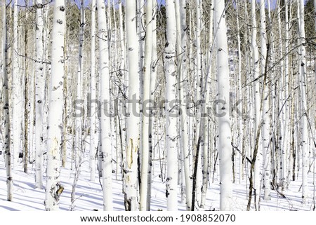 Aspen Tree Trunks on a Snowy Winter Day Royalty-Free Stock Photo #1908852070