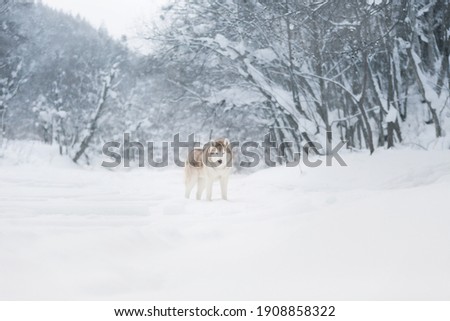 Portrait of Beautiful, gorgeous and free dog breed siberian husky standing on the snow in the fairy and enchanted winter forest