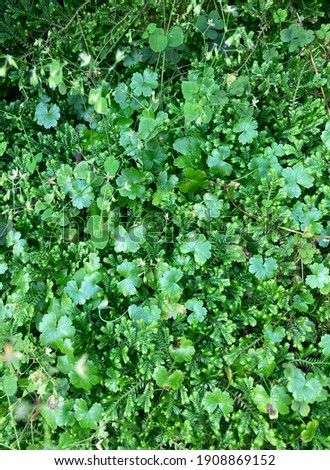 Close-up photo of Mix green natural ground cover plants in the garden