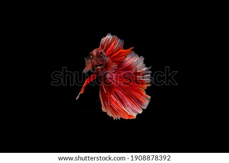Fighting fish is a traditional sport of Thailand that represents the uniqueness of the colorful fish. Raised for fighting or entertainment, on a black background and copy space.