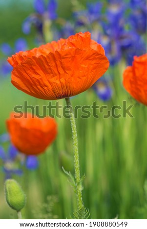 Close up for beautiful red poppy in bloom in the summer garden. Vertical picture