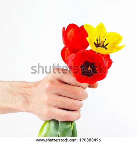 Hand presents a bouquet of red and yellow tulips on a white background