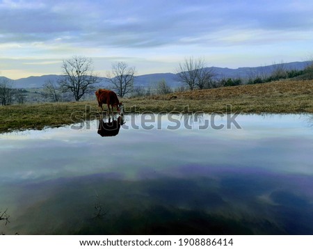 Cow on lake. Nature picture.