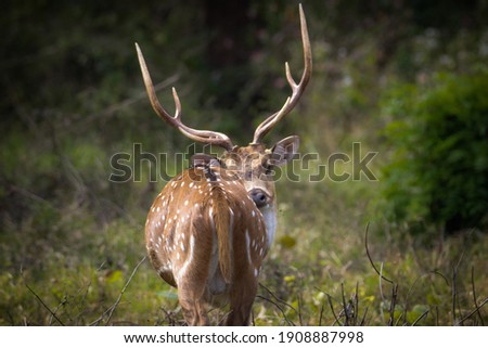 Dear standing in the forest Royalty-Free Stock Photo #1908887998