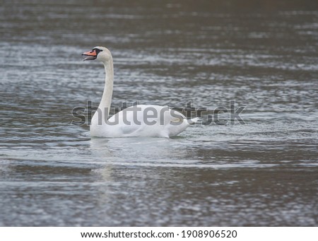 Graceful swan swimming on the river, in winter. Selective focus