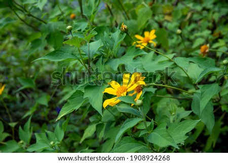 Yellow flower in green summer meadow. Yellow daisy flower in green grassland. Rural field with blooming flowers. Summer outdoor nature concept. Green grass meadow perspective landscape
