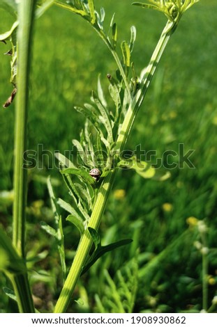 Santa Maria feverfew green grass Nature plant picture with a insect.