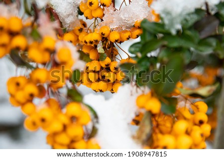 Yellow berries under the snow. Scarlet firethorn (Pyracantha coccinea). Yellow scarlet firethorn berries in nature. Selective focus. Winter time. Royalty-Free Stock Photo #1908947815
