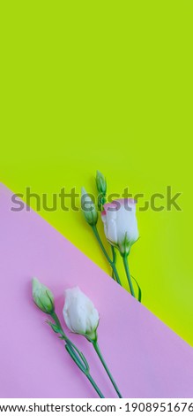 eustoma flower on a colored background creative