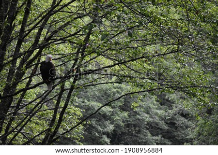 Bald Eagle sitting on branch