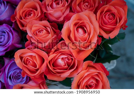 the very pretty colorful rose close up