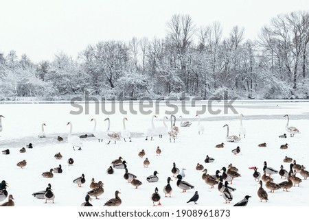 Duck swans on frozen lake. People are feeding hungry birds.