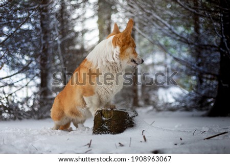 A Welsh Corgi Pembroke dog stands on a stump in winter scenery and looks back