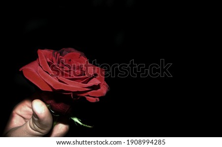 hand holding a beautiful red rose, photographed on a black fire. The picture symbolizes love and the upcoming Valentine's Day holiday