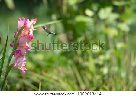 hummingbird hovering by a pink gladiolus