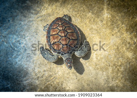 The green sea turtle, Chelonia mydas.  Caribbean, Cayman Islands, Galapagos Islands, Grand Cayman, UNESCO World Heritage Site.  Young Green Sea Turtle, Overhead View